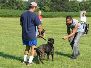 /i/Misc dog pics/group4.JPG